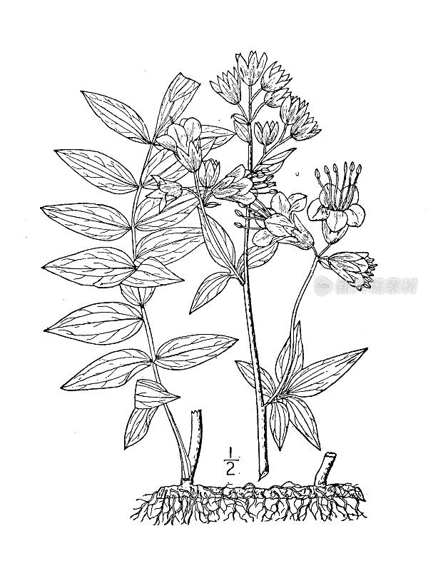 古植物学植物插图:Polemonium Van Bruntiae，美国雅各布的梯子